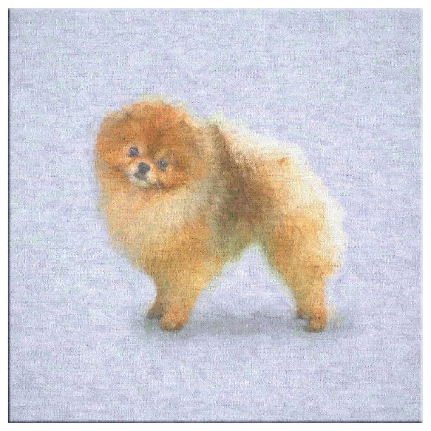 Buy Pebbles III Gallery Canvas | Shop Pomeranian Dog Art | Roscoe & Charlie