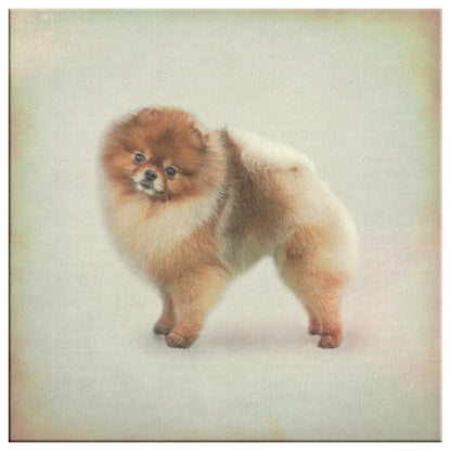 Buy Pebbles IV Gallery Canvas | Shop Pomeranian Wall Art | Roscoe & Charlie