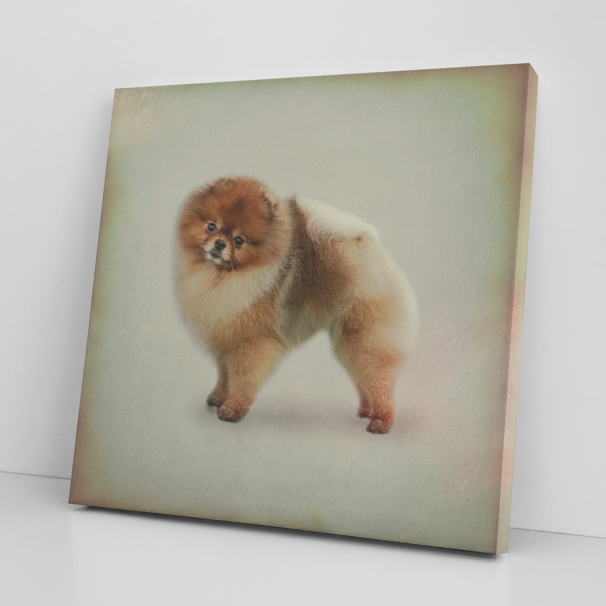 Buy Pebbles IV Gallery Canvas | Shop Pomeranian Wall Art | Roscoe & Charlie