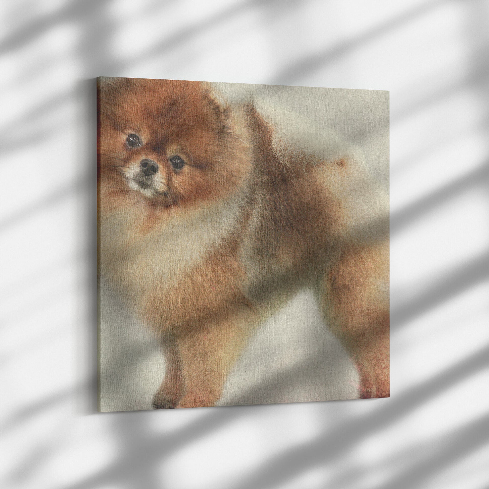 Buy Pebbles IV Gallery Canvas | Shop Pomeranian Wall Art | Roscoe & Charlie