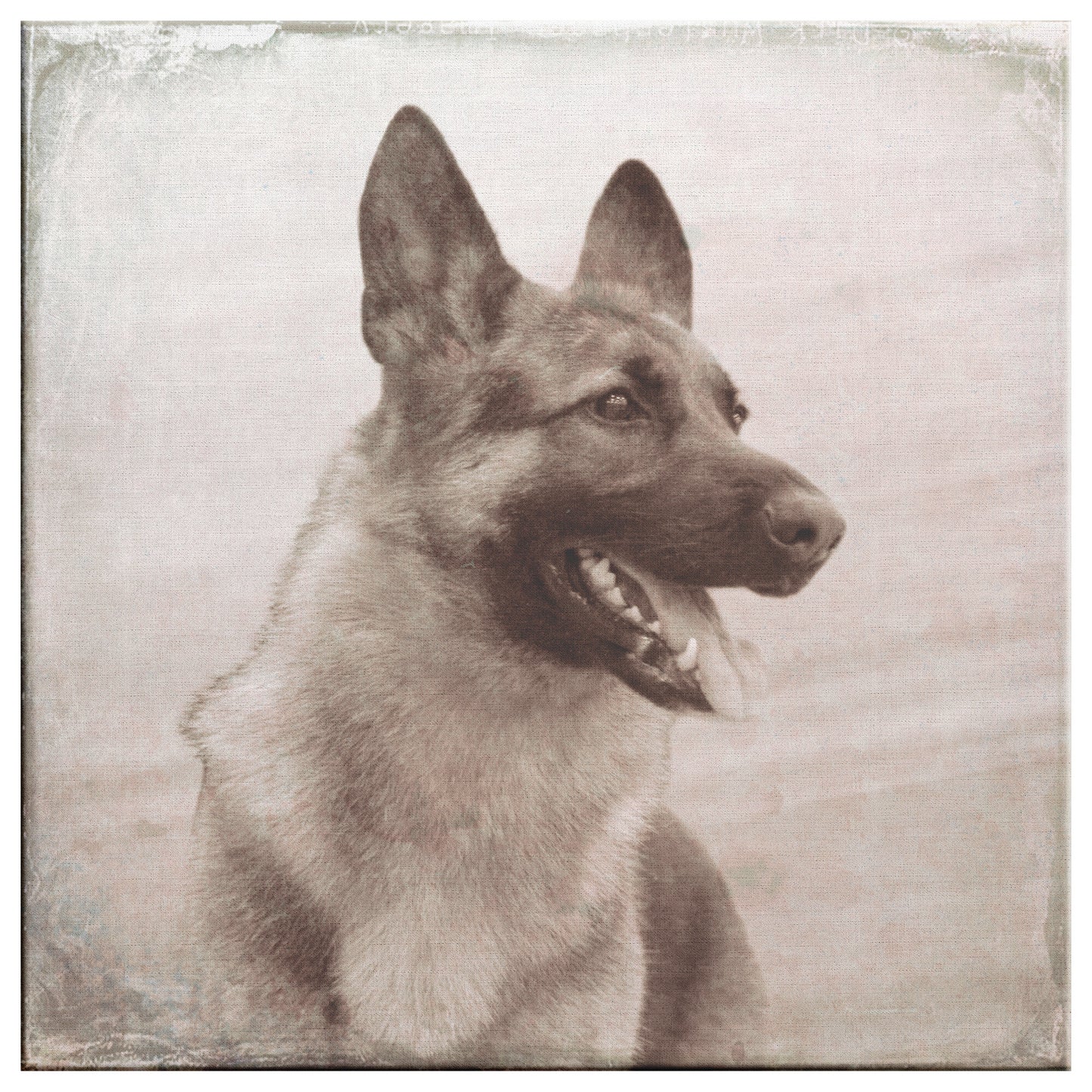 Buy Rocky VII Gallery Canvas | Shop German Shepherd Wall Art | Roscoe & Charlie