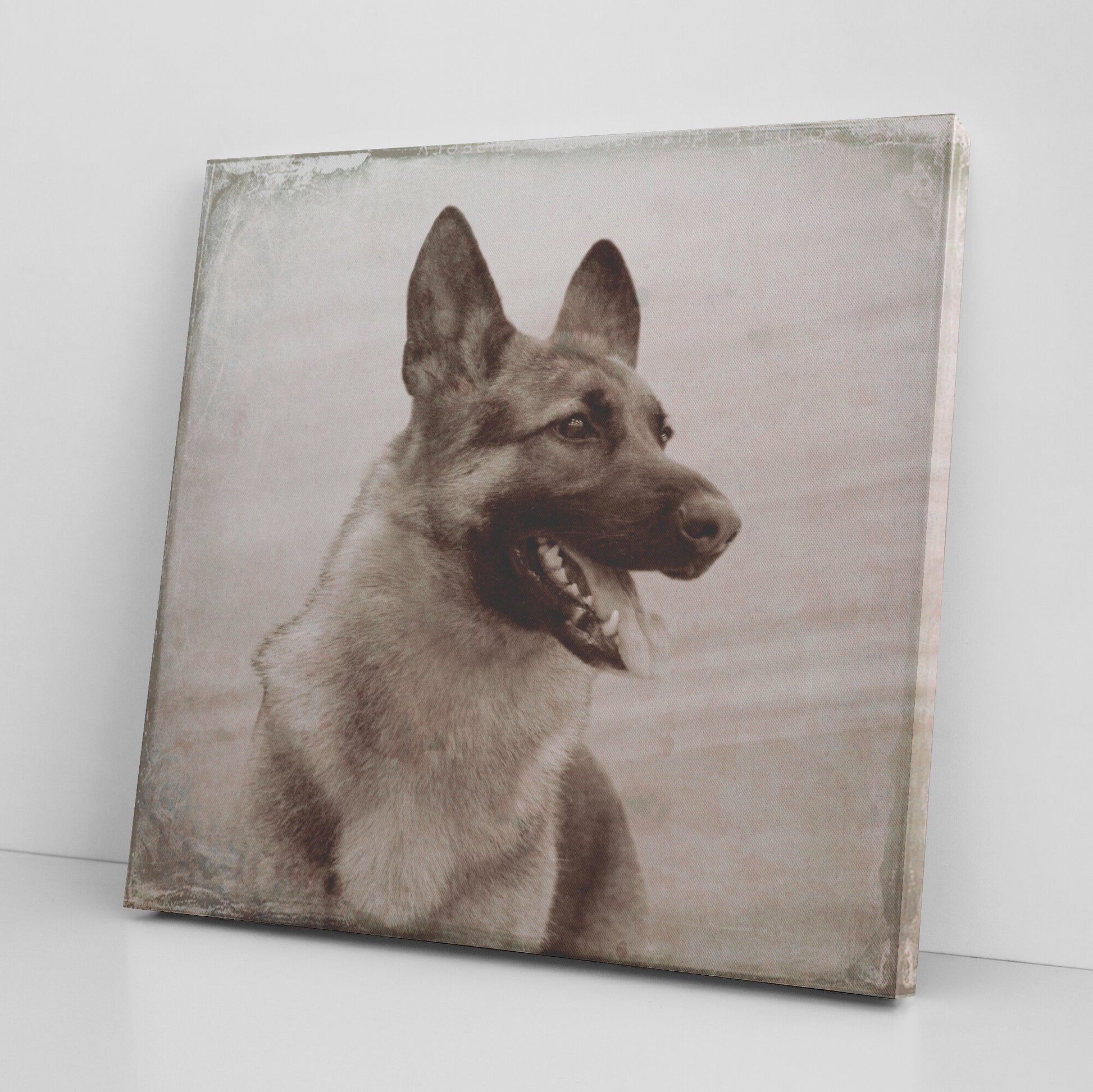 Buy Rocky VII Gallery Canvas | Shop German Shepherd Wall Art | Roscoe & Charlie