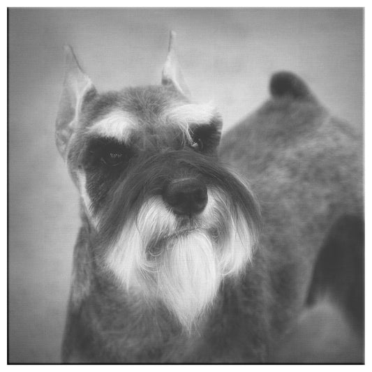 Buy Schroeder III Gallery Canvas | Shop for Miniature Schnauzer Wall Art | Roscoe & Charlie