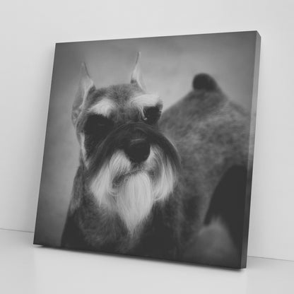 Buy Schroeder III Gallery Canvas | Shop for Miniature Schnauzer Wall Art | Roscoe & Charlie