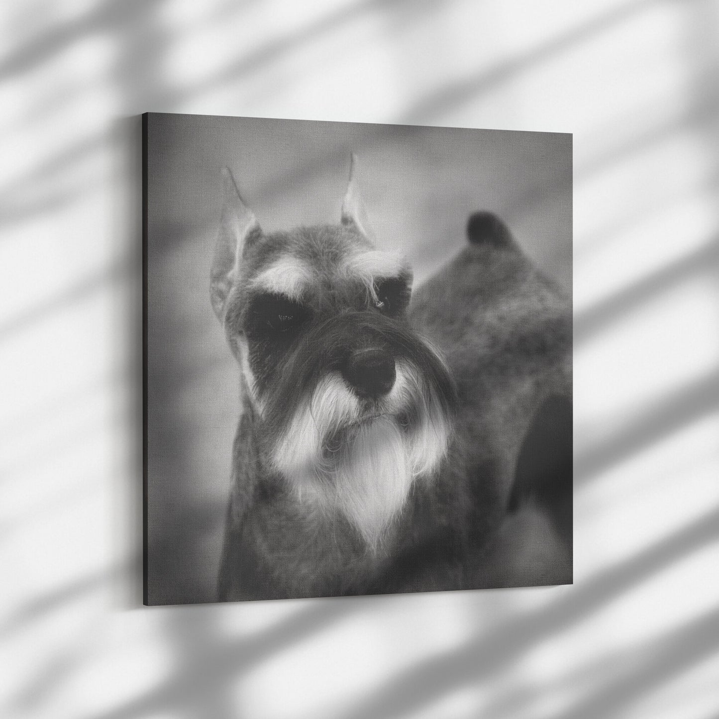 Buy Schroeder III Gallery Canvas | Shop for Miniature Schnauzer Wall Art | Roscoe & Charlie