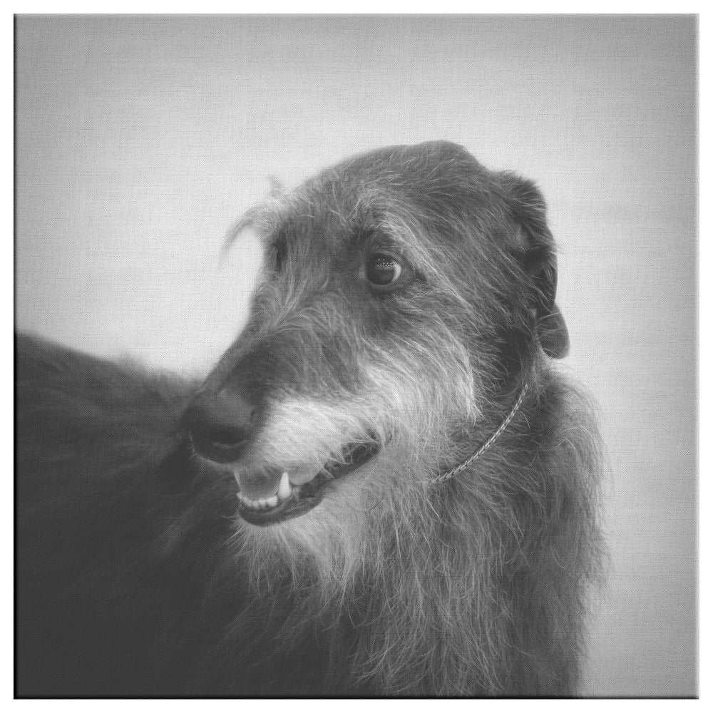 Buy Seamus I Gallery Canvas | Shop for Irish Wolfhound Wall Art | Roscoe & Charlie