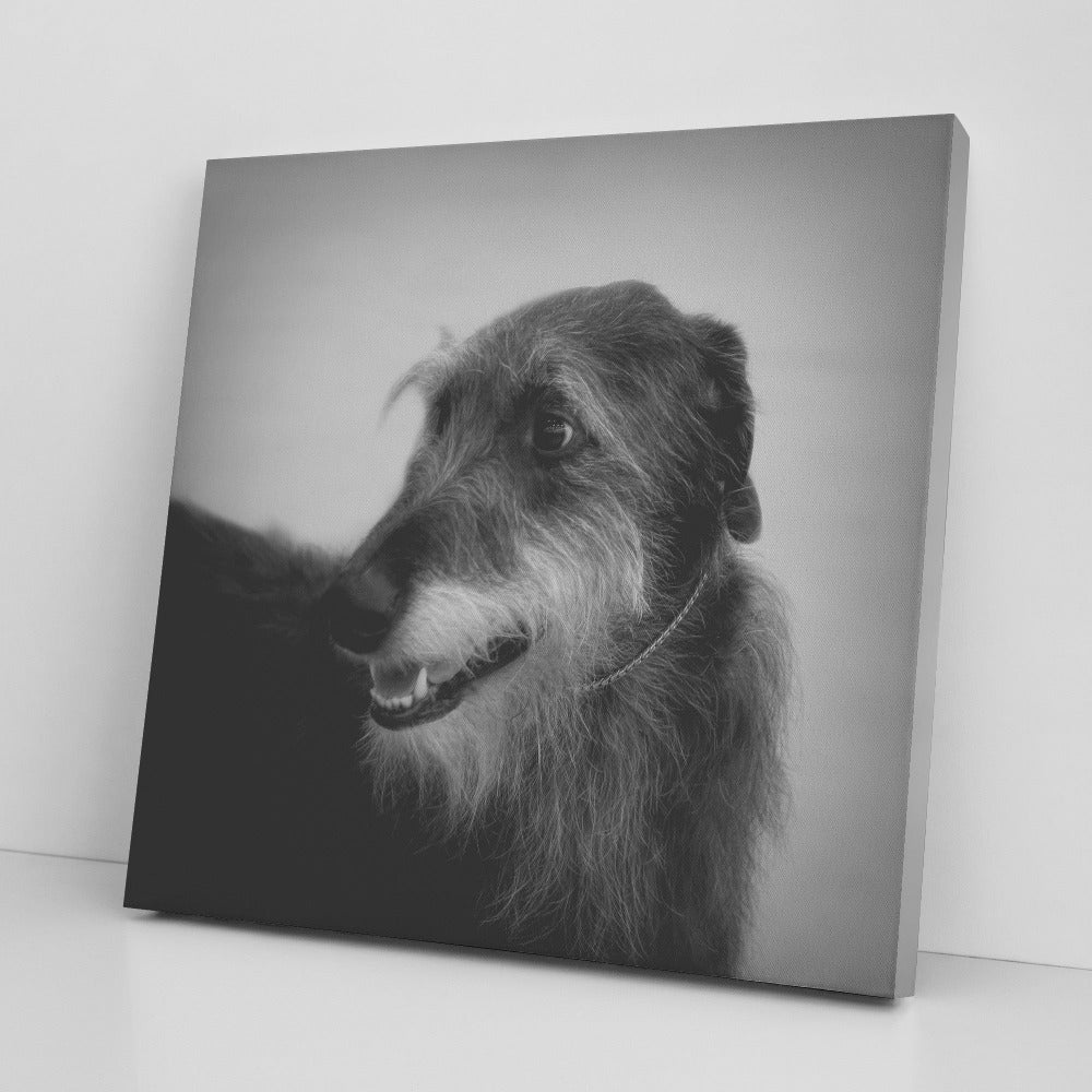 Buy Seamus I Gallery Canvas | Shop for Irish Wolfhound Wall Art | Roscoe & Charlie