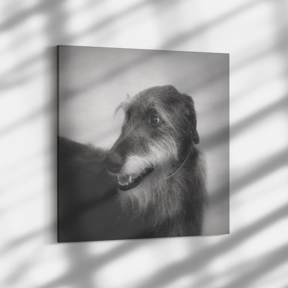 Buy Seamus I Gallery Canvas | Shop for Irish Wolfhound Wall Art | Roscoe & Charlie