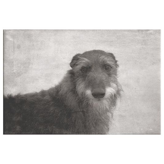 Buy Seamus VII Gallery Canvas | Shop for Irish Wolfhound Wall Art | Roscoe & Charlie