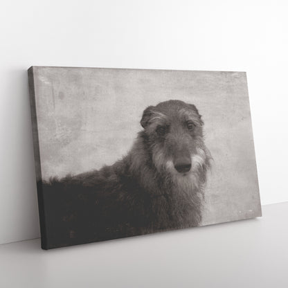 Buy Seamus VII Gallery Canvas | Shop for Irish Wolfhound Wall Art | Roscoe & Charlie