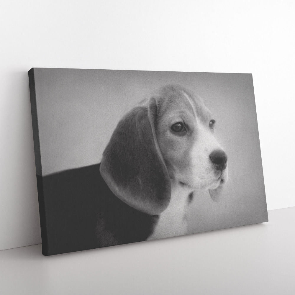 Buy Skipper VI Gallery Canvas | Shop for Beagle Wall Art | Roscoe & Charlie