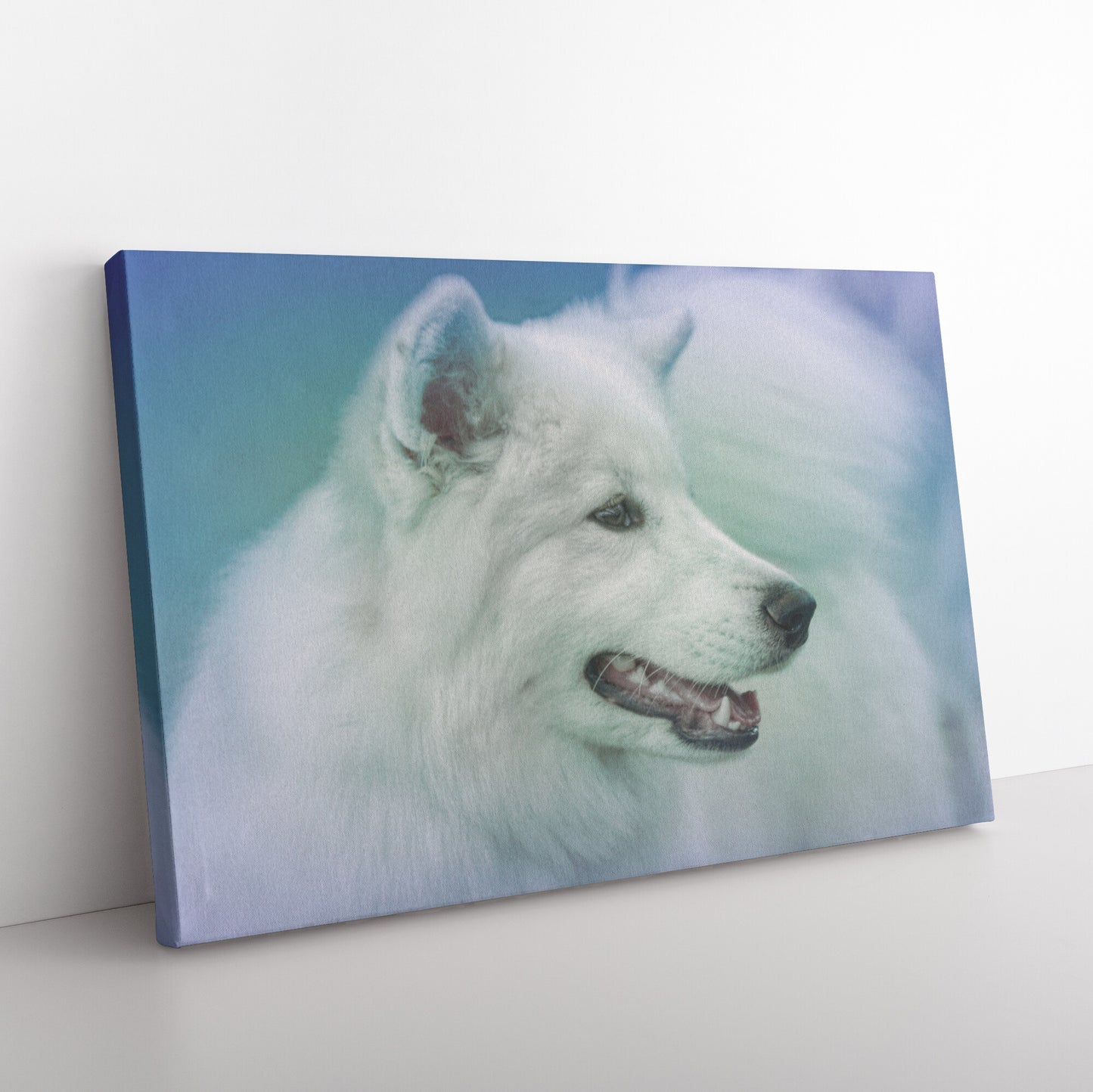 Buy Winter III Gallery Canvas | Shop Samoyed Wall Art | Roscoe & Charlie