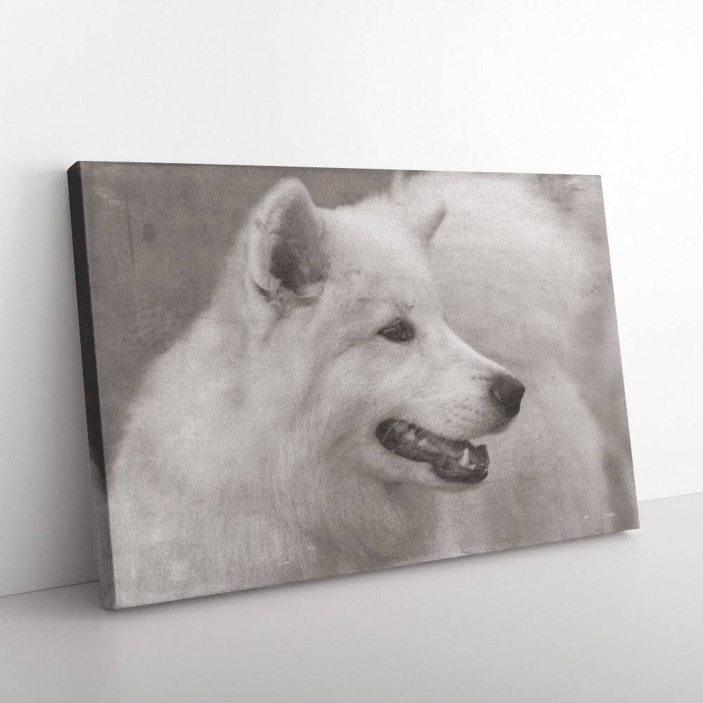 Buy Winter IV Gallery Canvas | Shop for Samoyed Wall Art | Roscoe & Charlie