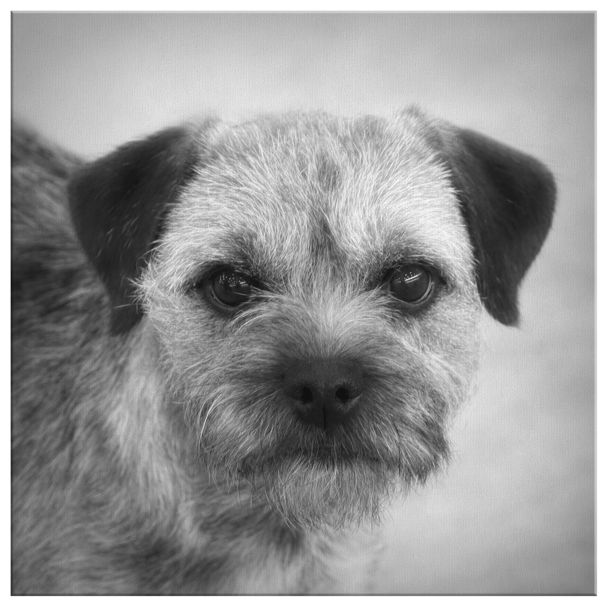 Buy canvas art with Border Terrier prints online | Roscoe & Charlie