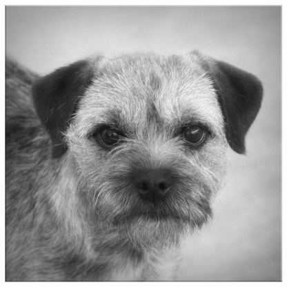 Buy canvas art with Border Terrier prints online | Roscoe & Charlie