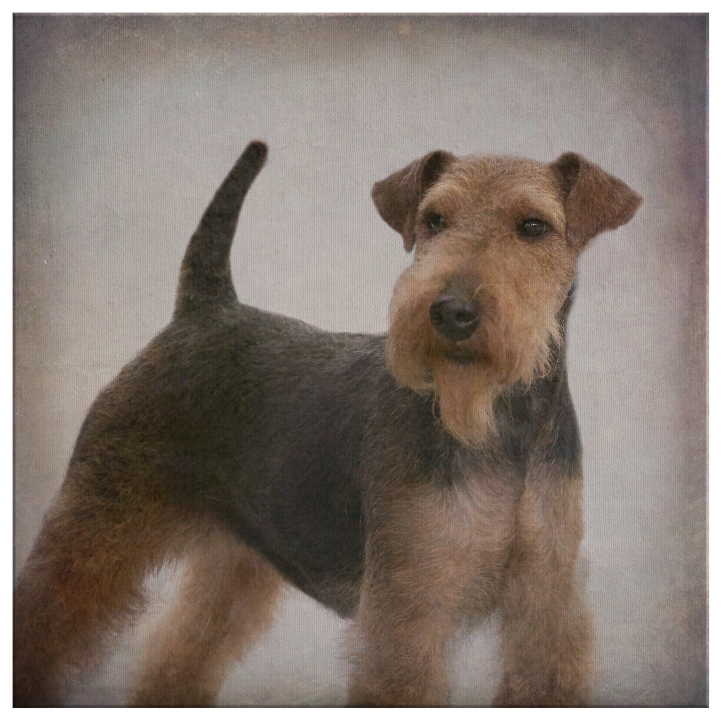 Buy Welsh Terrier Dog Wall Art online | Roscoe & Charlie