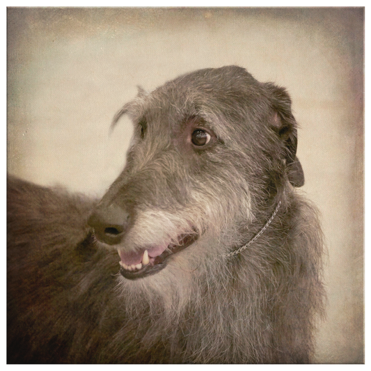 Buy canvas art with Irish Wolfhound prints online | Roscoe & Charlie