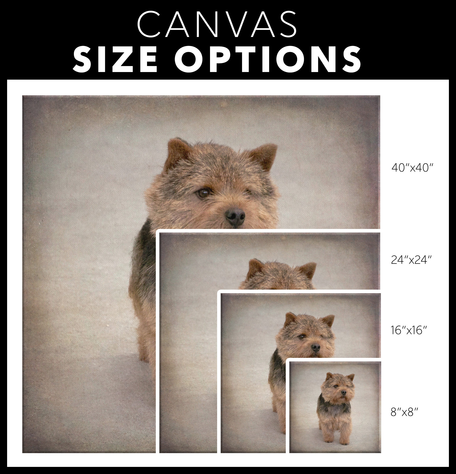 Norwich Terrier Painting available online | Roscoe & Charlie