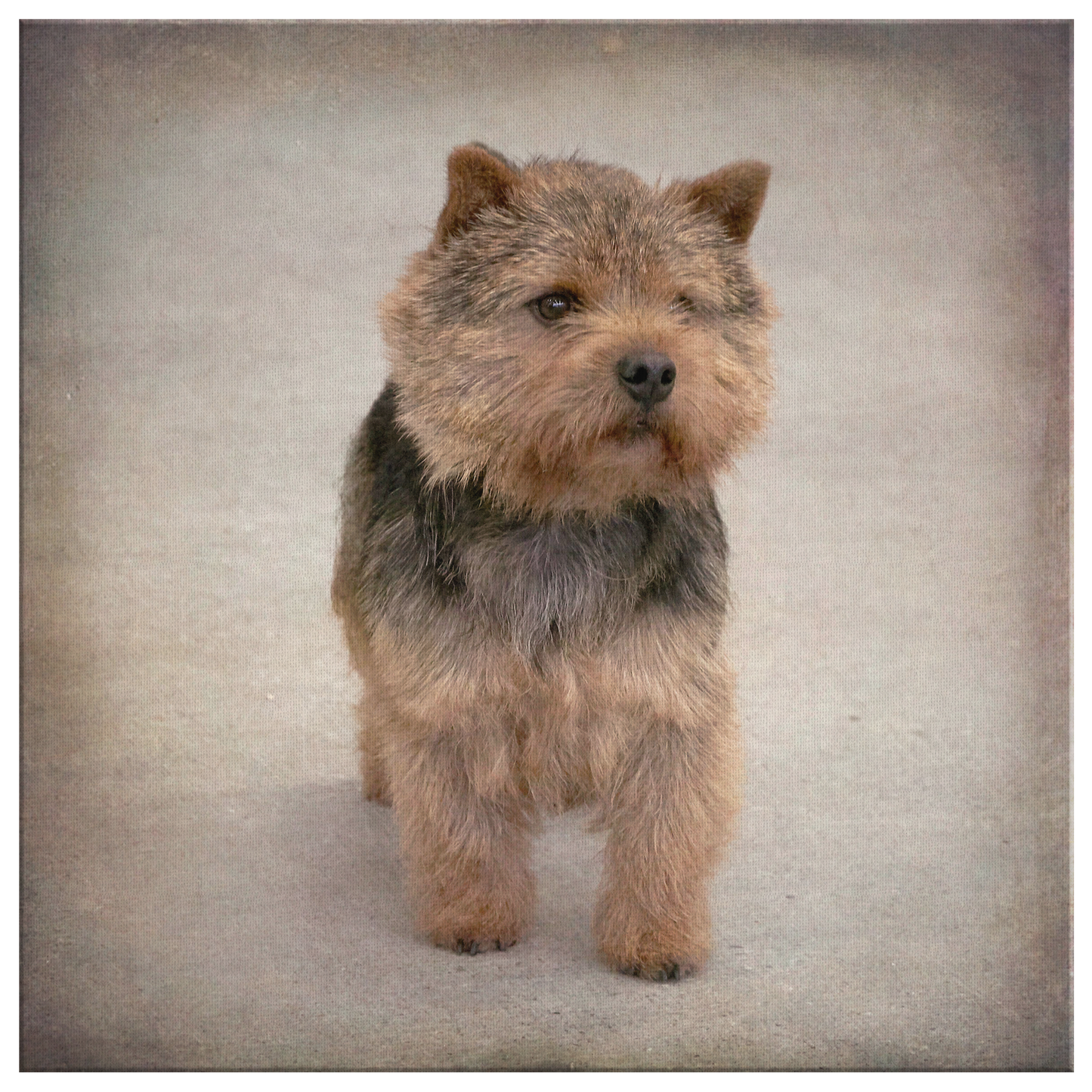 Buy canvas art with Norwich Terrier prints online | Roscoe & Charlie