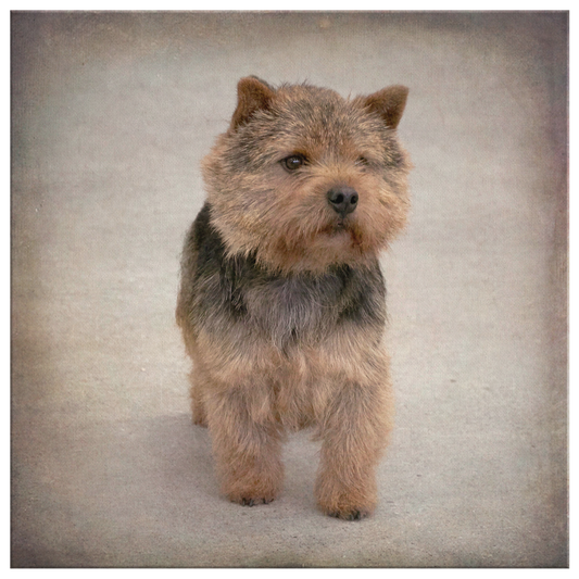 Buy canvas art with Norwich Terrier prints online | Roscoe & Charlie