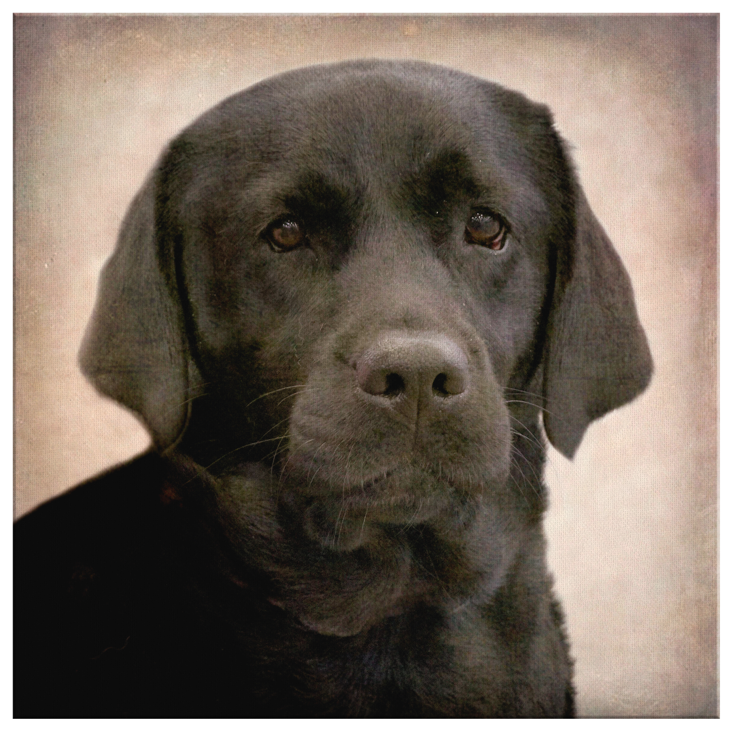 Duke III Gallery Canvas | Dog Wall Art