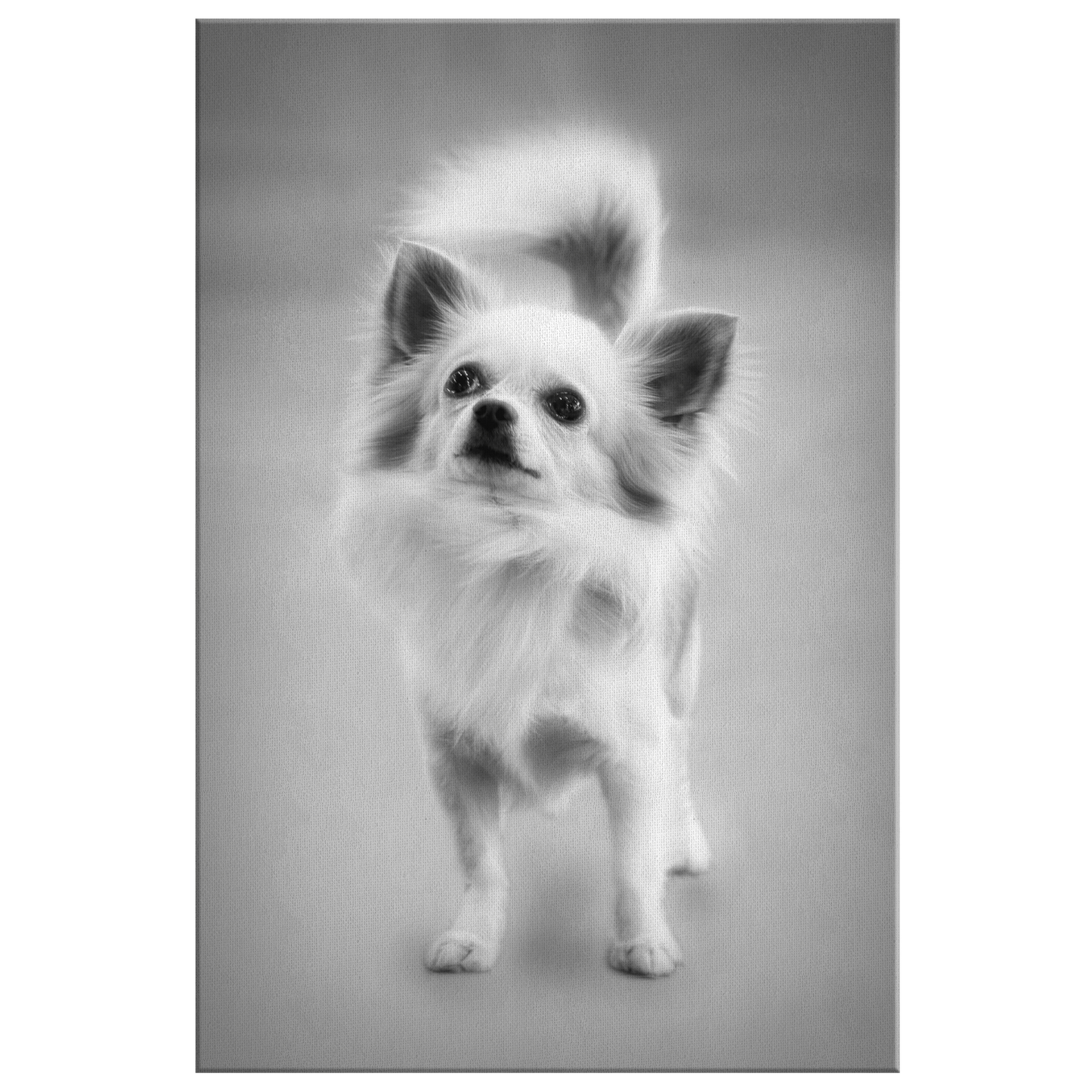 Lola VI Gallery Canvas | Dog Wall Art