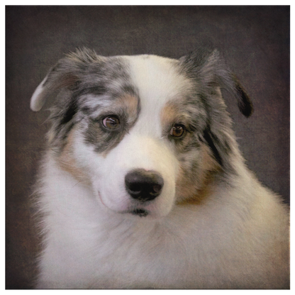 Buy canvas art with Australian Shepherd prints online | Roscoe & Charlie