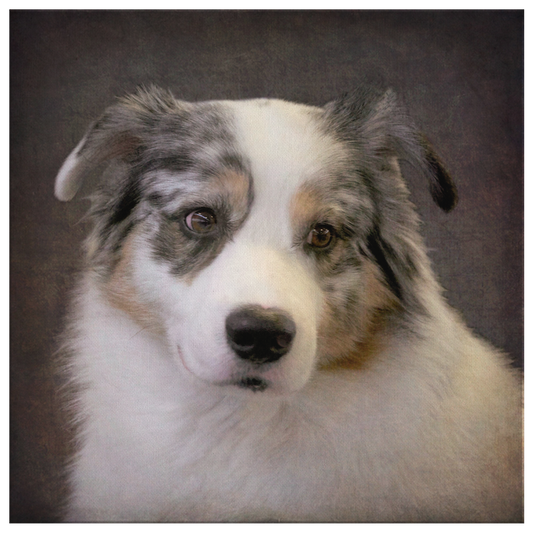 Buy canvas art with Australian Shepherd prints online | Roscoe & Charlie