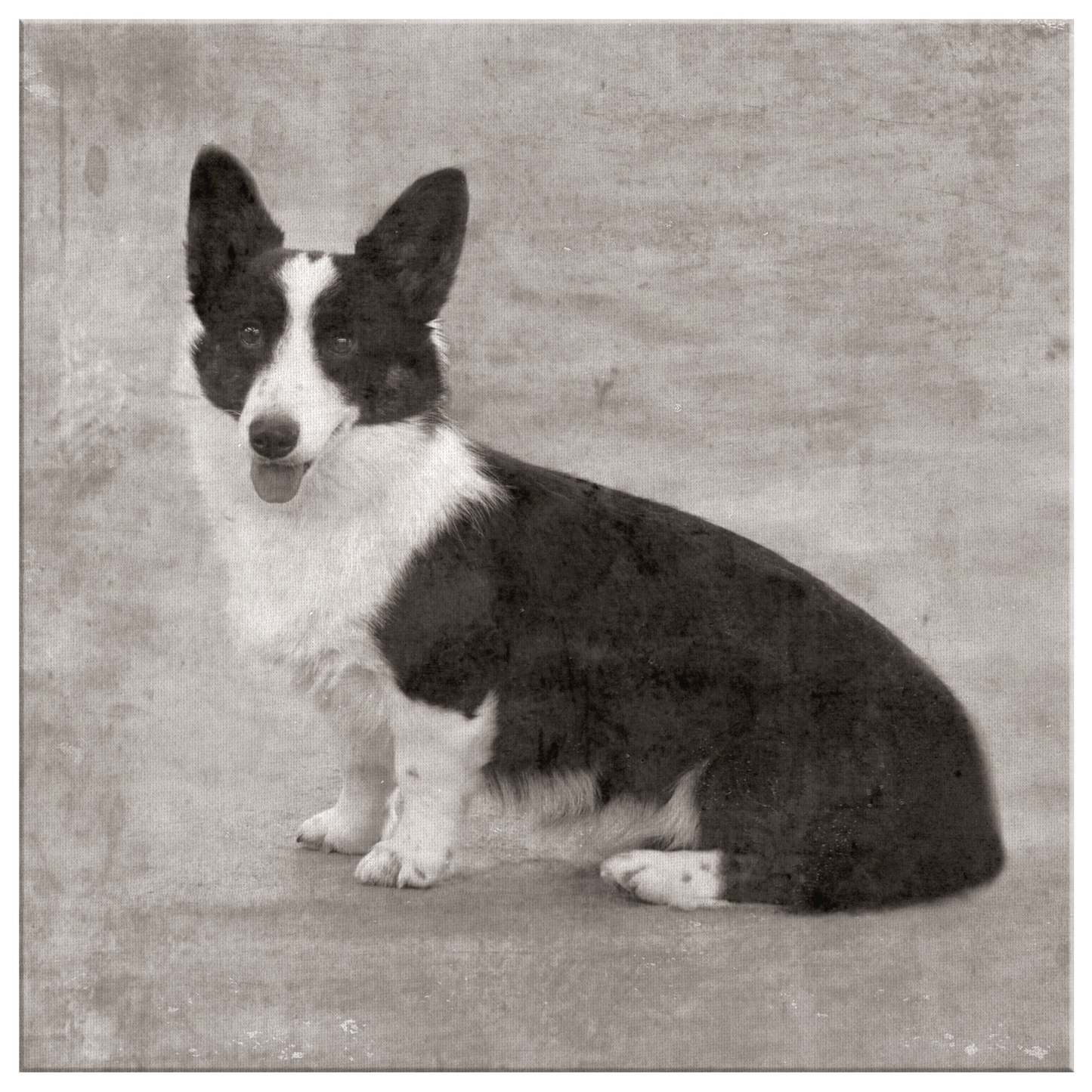 Buy Cardigan Welsh Corgi Canvas online | Roscoe & Charlie