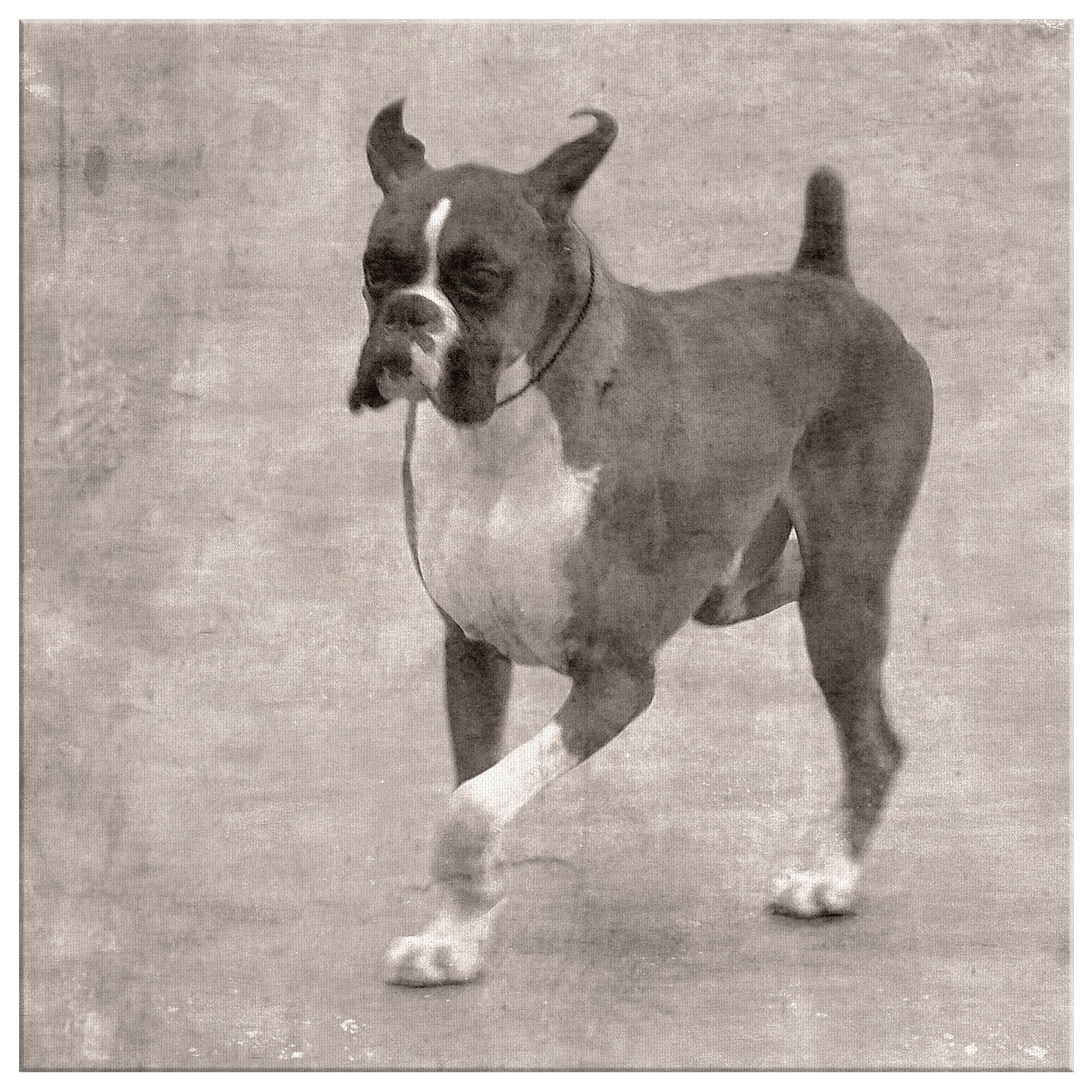 Buy Boxer Dog Canvas Art online | Roscoe & Charlie