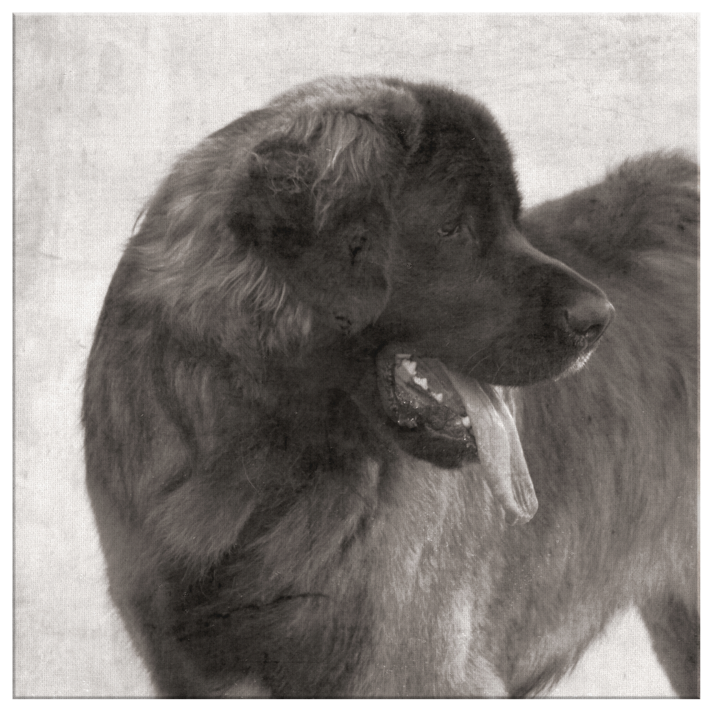 Leonberger art available online | Roscoe & Charlie