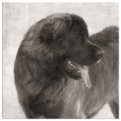 Leonberger art available online | Roscoe & Charlie