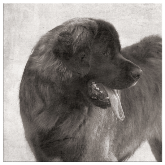 Leonberger art available online | Roscoe & Charlie