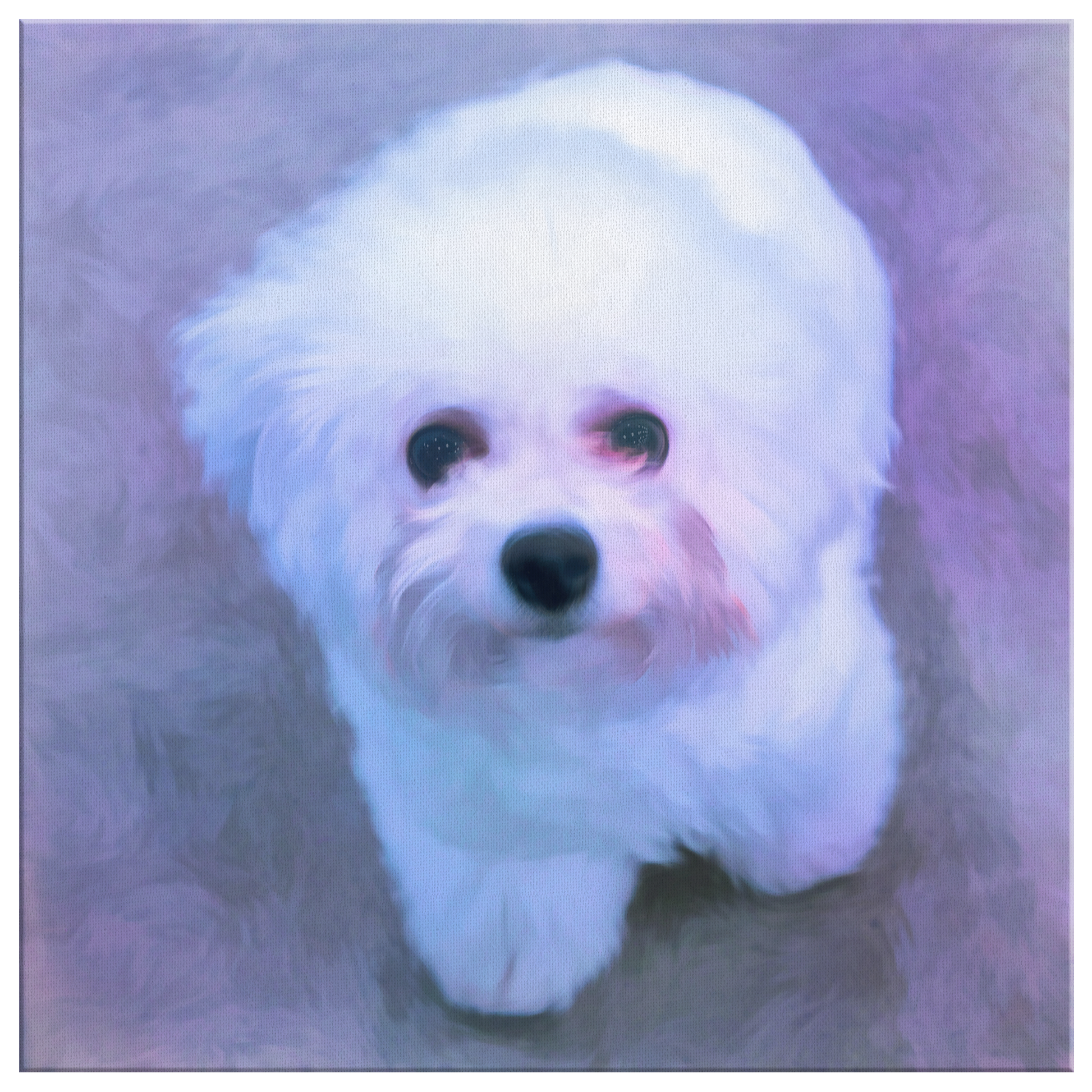 Buy canvas art with Bichon Frise prints online | Roscoe & Charlie