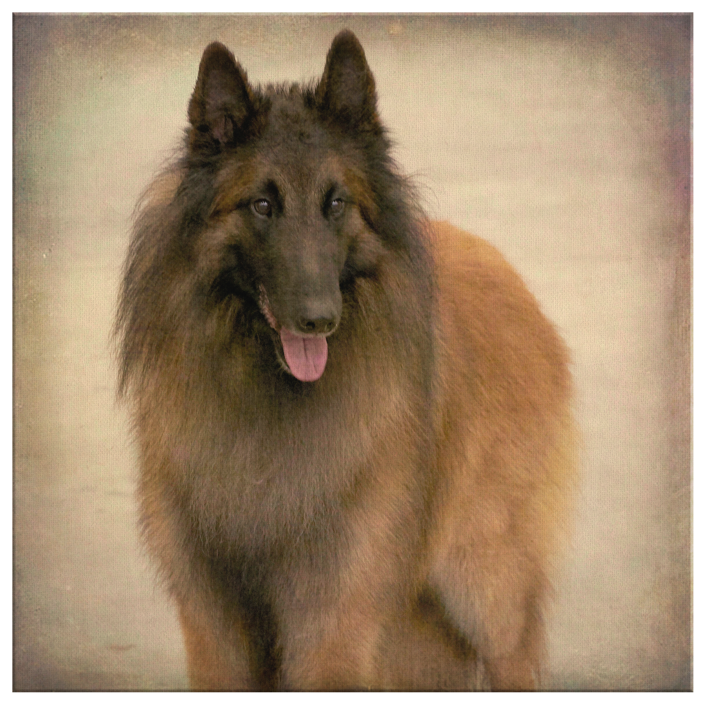 Buy Vintage Belgian Tervuren Artwork | Roscoe & Charlie