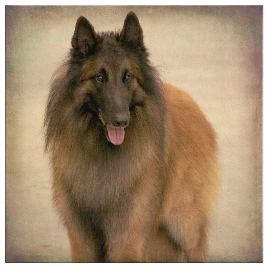 Buy Vintage Belgian Tervuren Artwork | Roscoe & Charlie