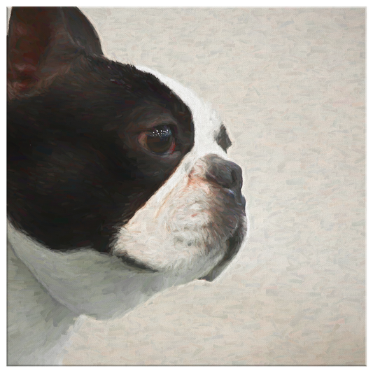 Buy canvas art with Boston Terrier prints online | Roscoe & Charlie