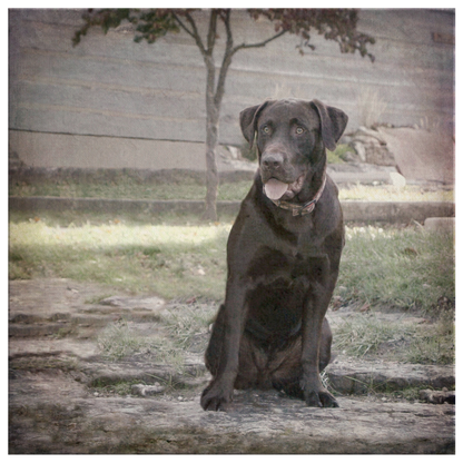 Buy Chocolate Lab Wall Canvas | Roscoe & Charlie