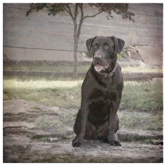 Buy Chocolate Lab Wall Canvas | Roscoe & Charlie