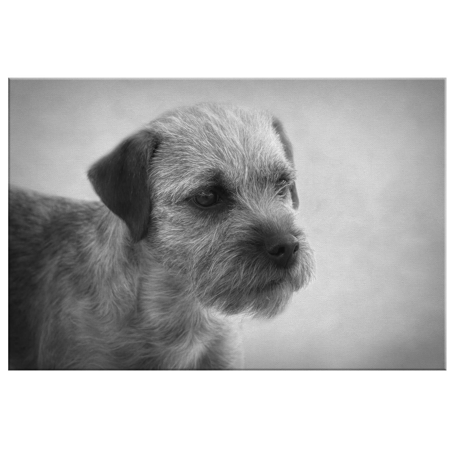 Buy canvas art with Border Terrier prints online | Roscoe & Charlie