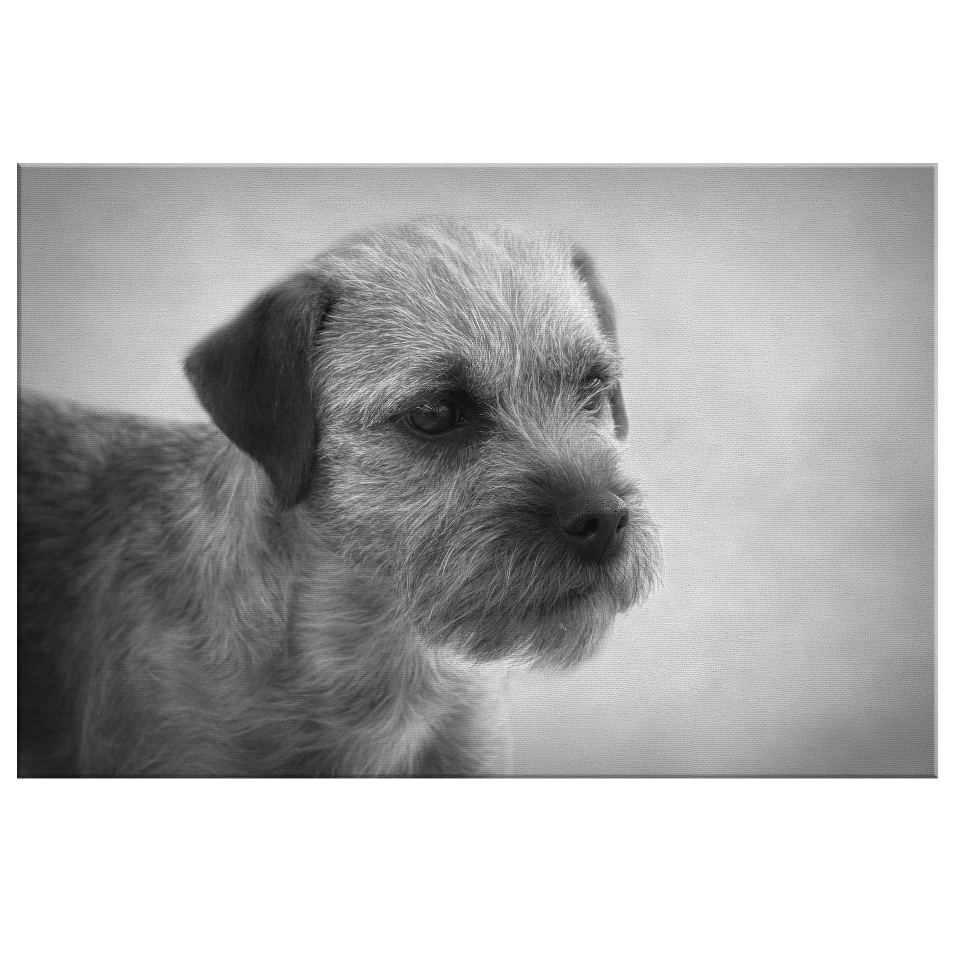 Buy canvas art with Border Terrier prints online | Roscoe & Charlie