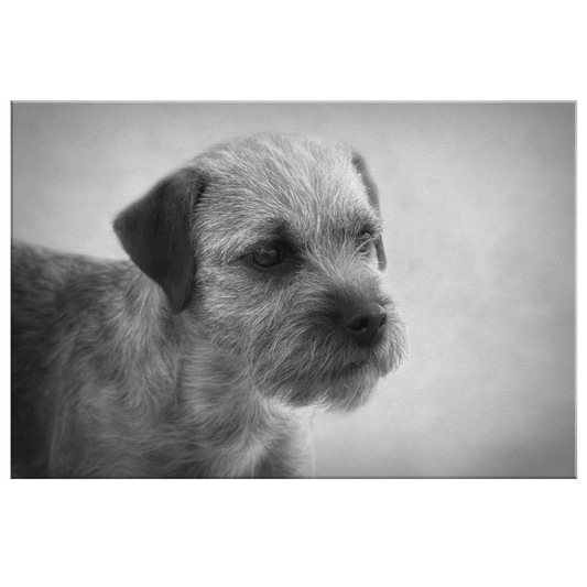 Buy canvas art with Border Terrier prints online | Roscoe & Charlie